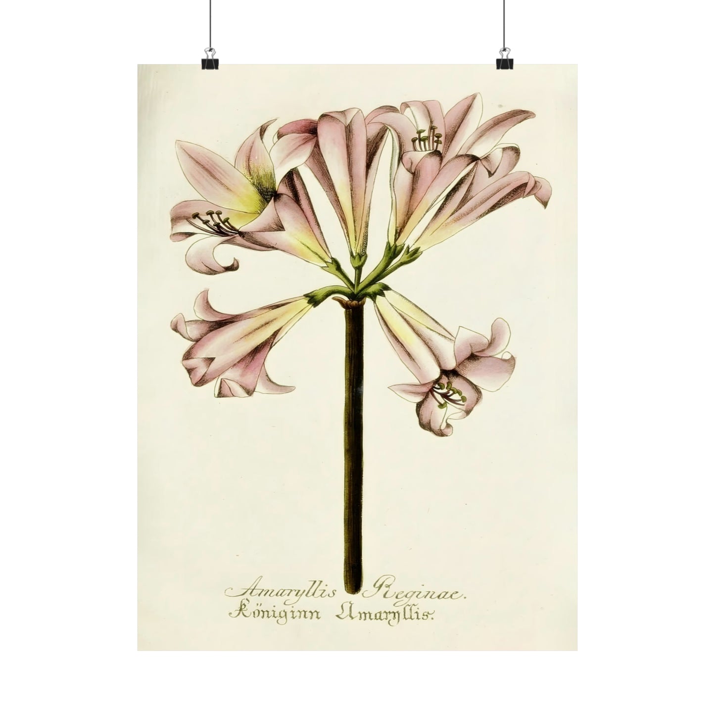 Amaryllis Reginae Flower Wall Print