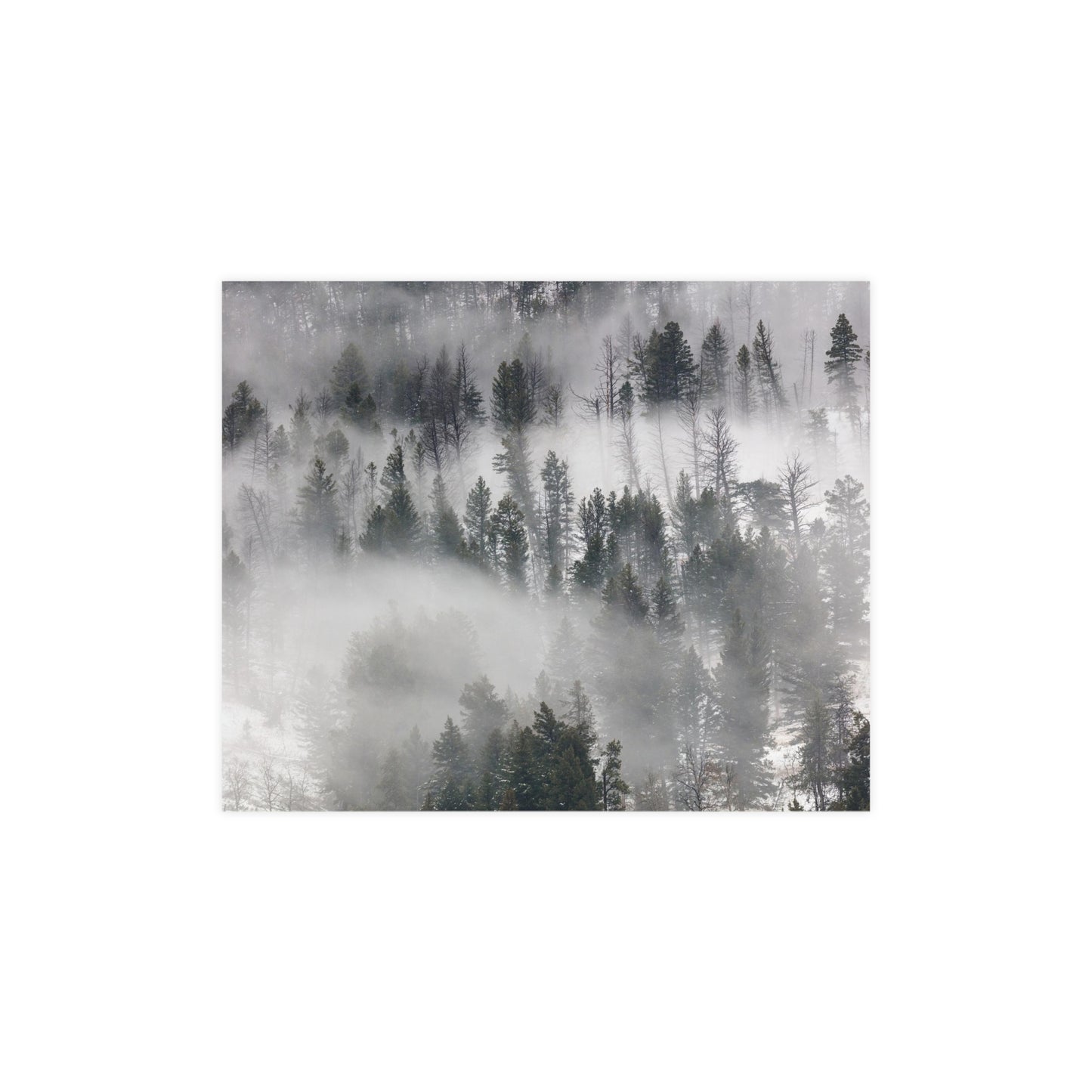 Winter Forrest Art