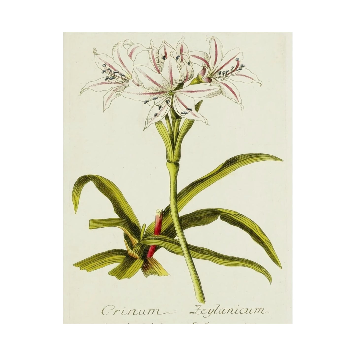 Vintage Crinum Zeylanicum Flower