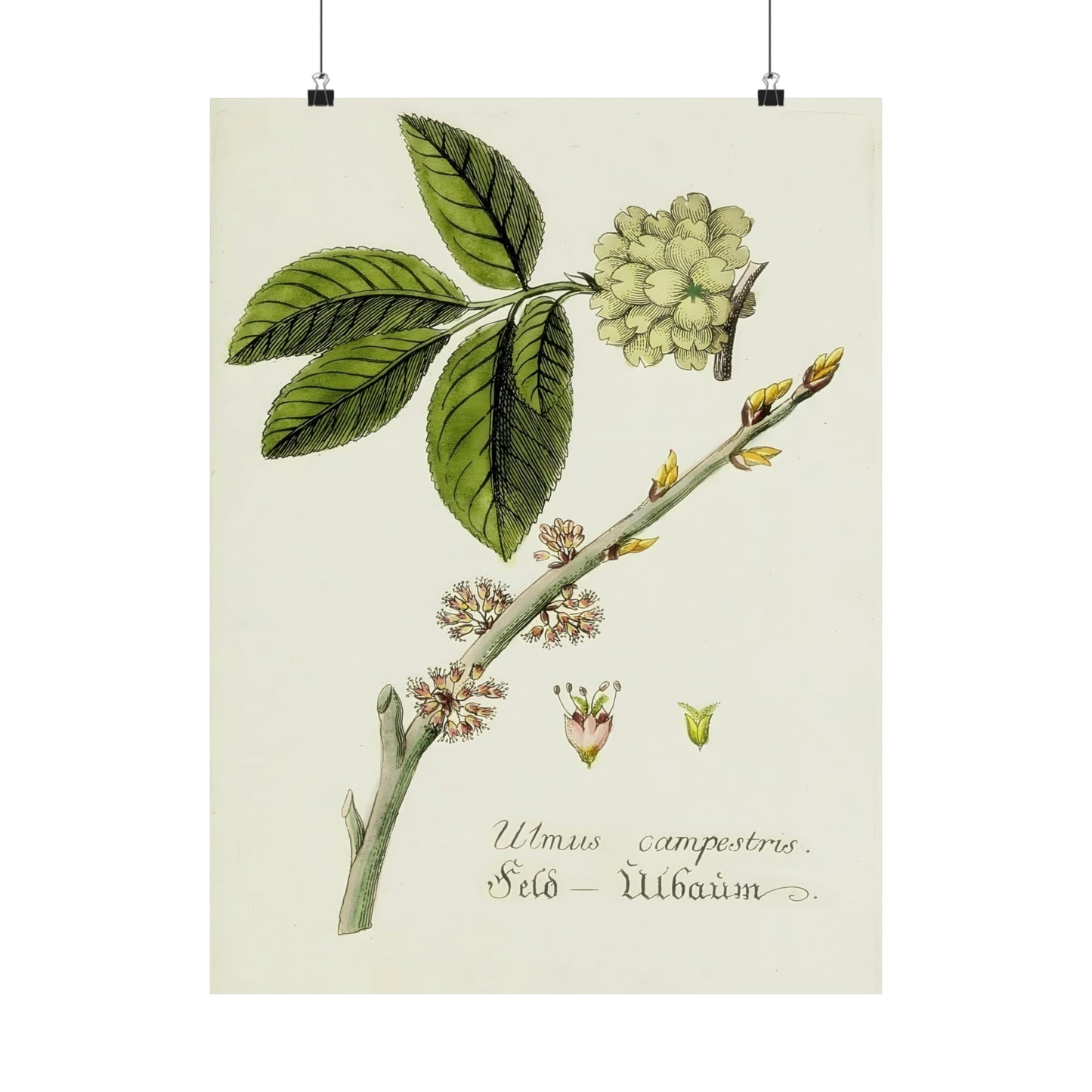 Antique Botanical Flower