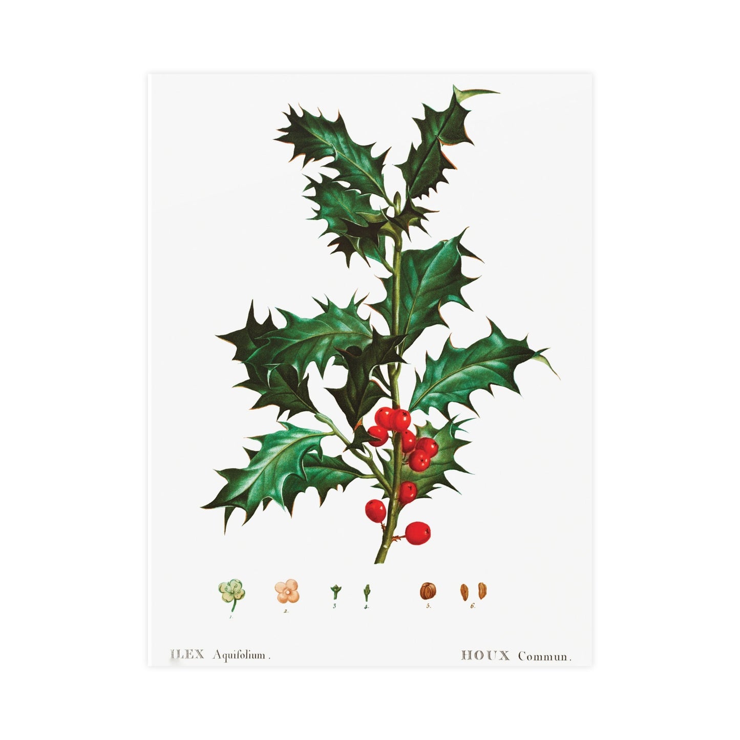Acorn 10