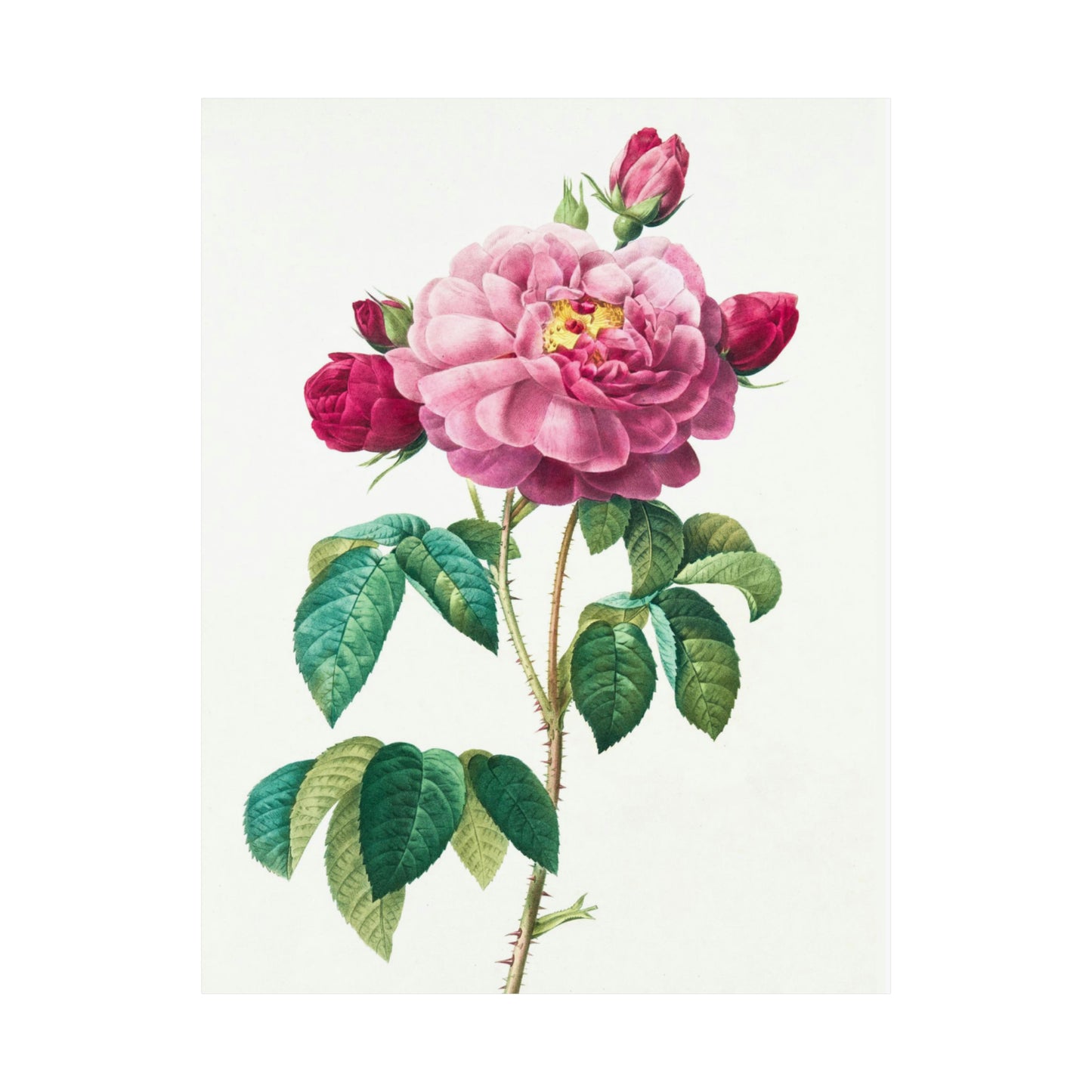Bright Pink Rose with 2 Buds