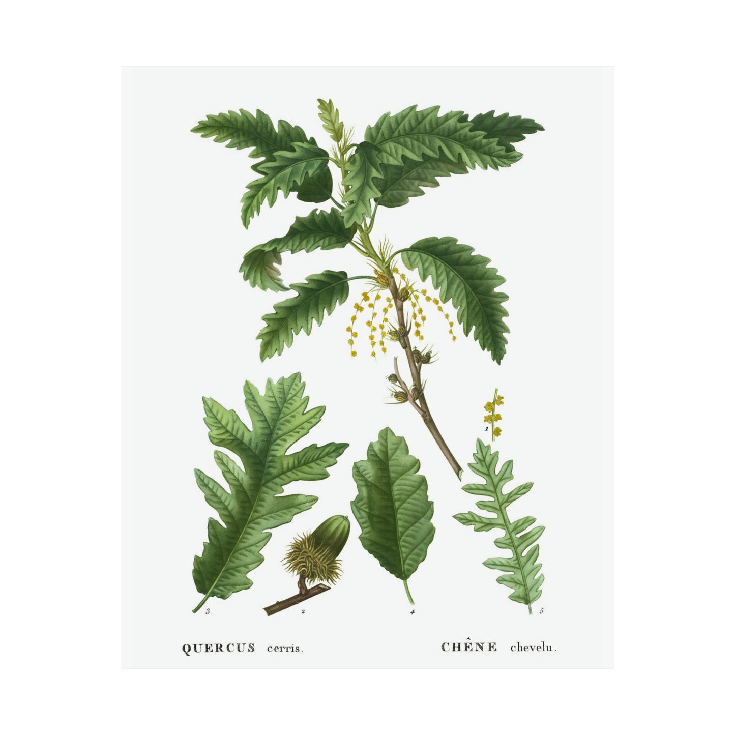 Fall Acorn Wall Art 6