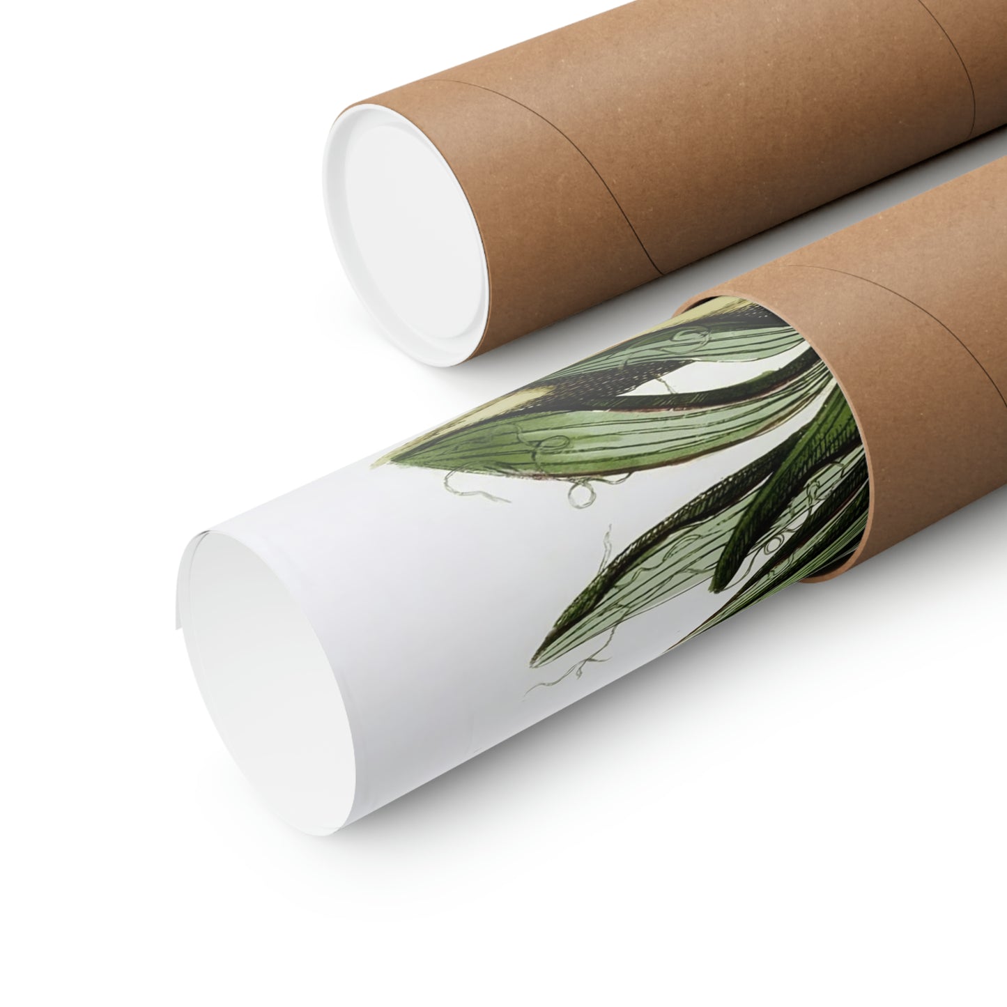 Yucca Filamentosa Flower Wall Print