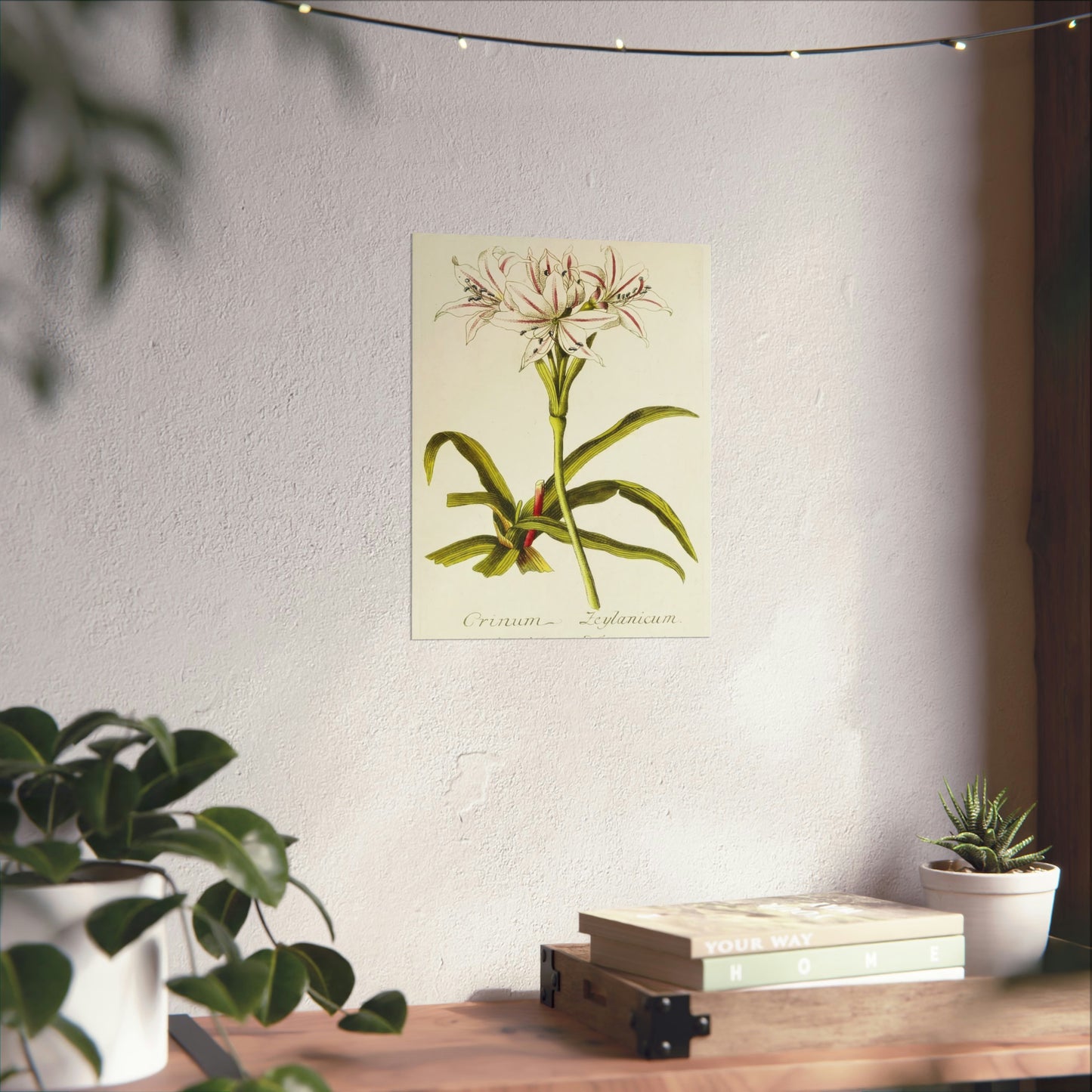 Vintage Crinum Zeylanicum Flower