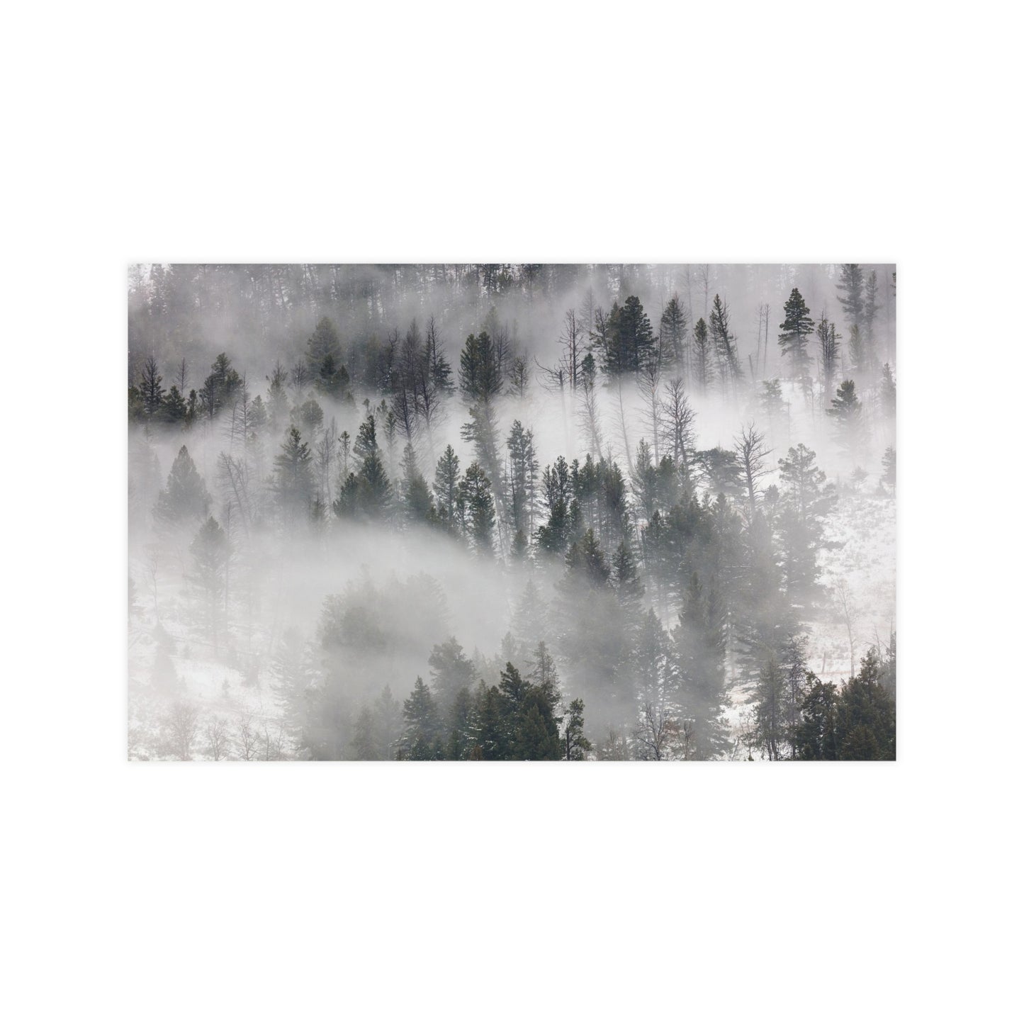 Winter Forrest Art