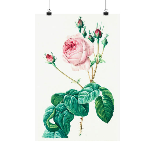 Light Pink Rose with Buds