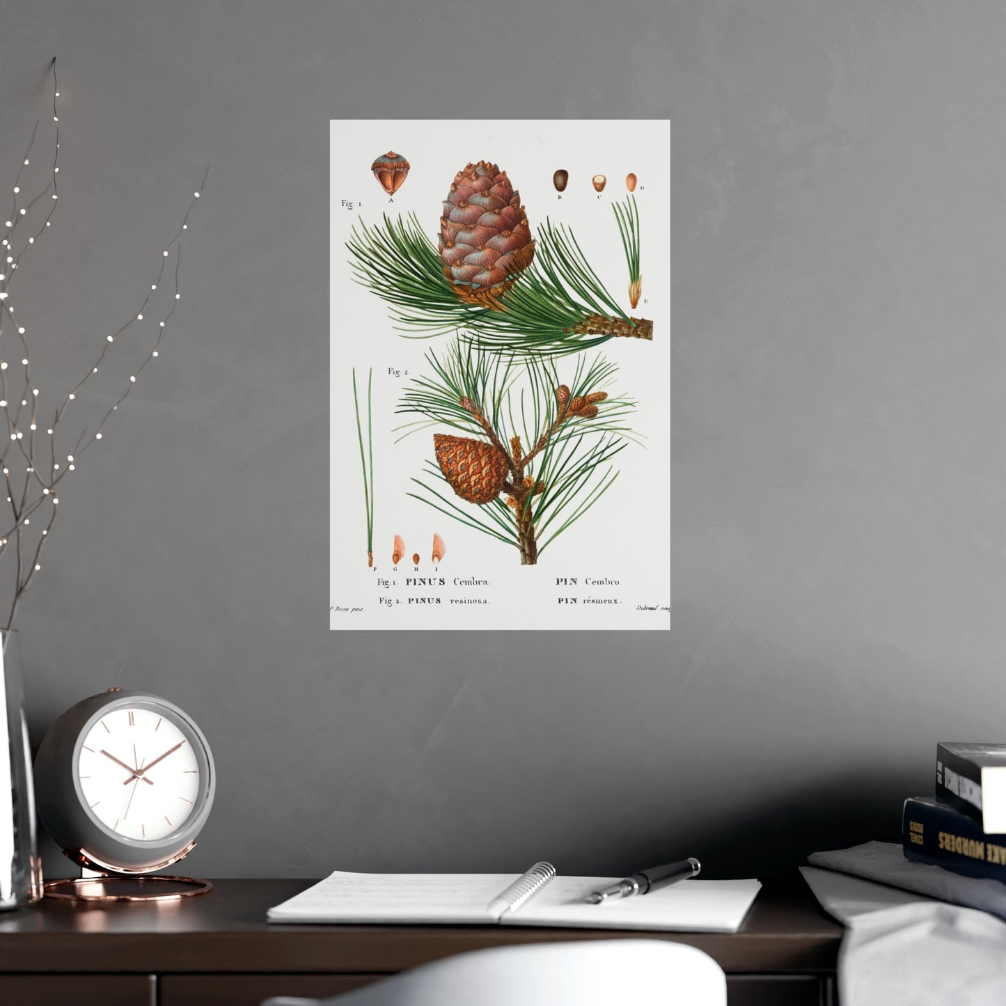 Acorn 5