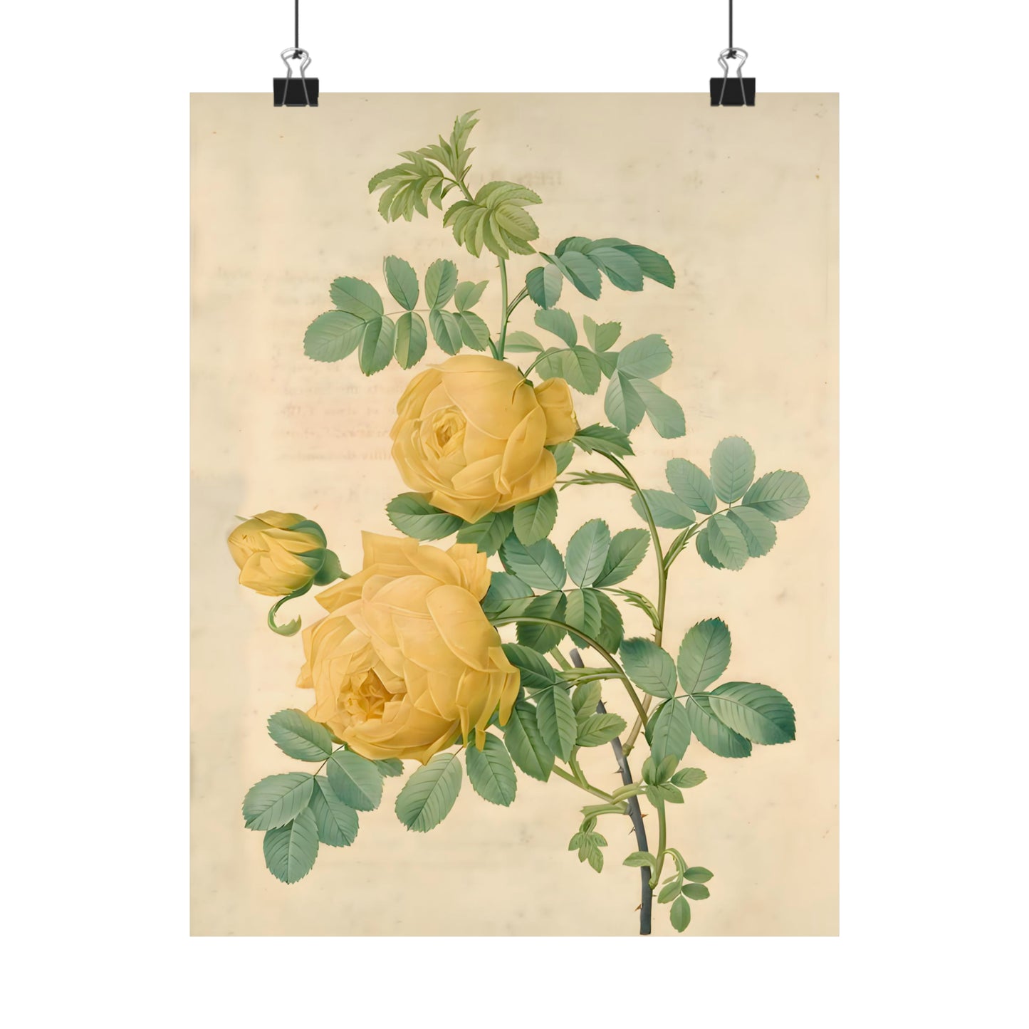 Yellow Rose Bush