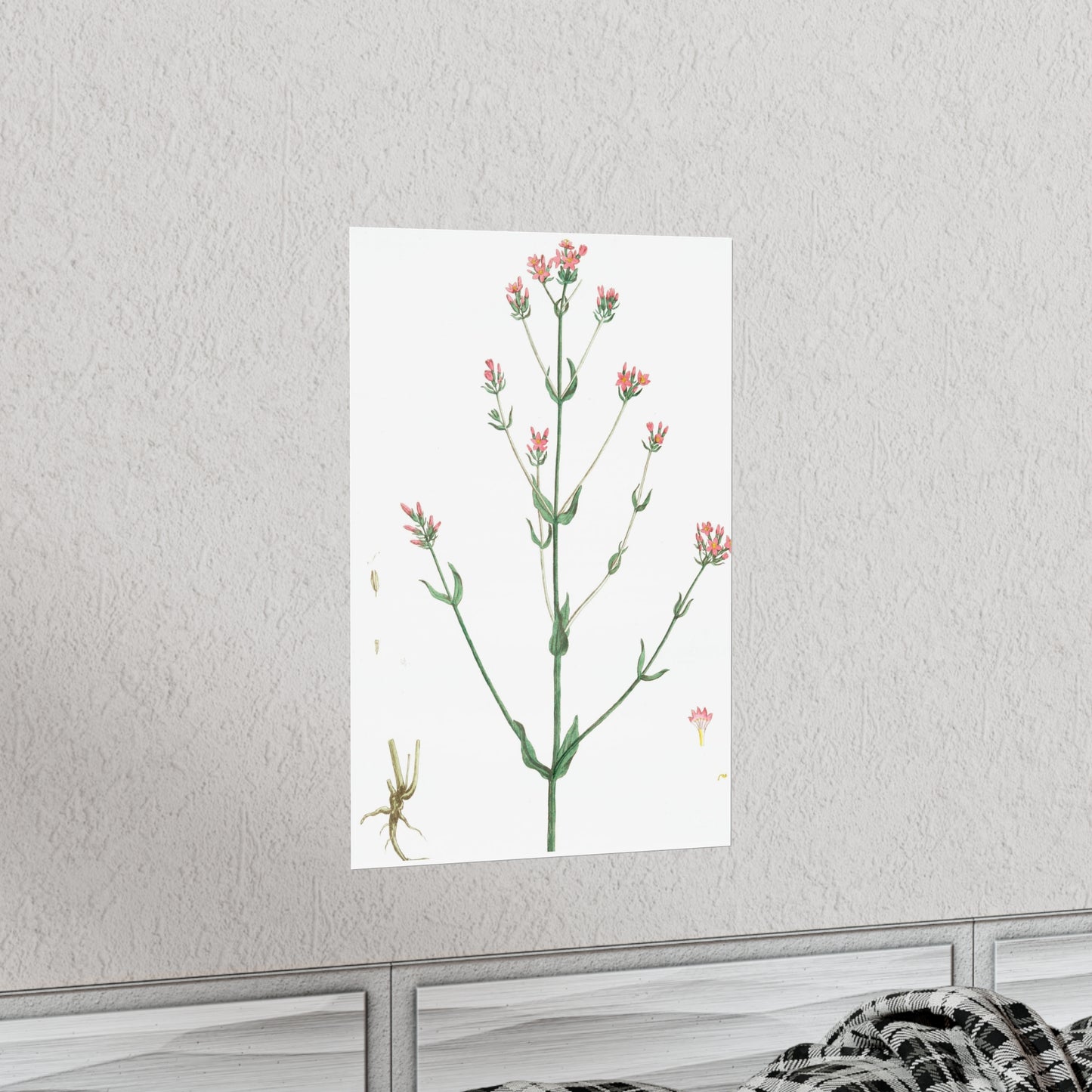 La Petite Centauree Flower Wall Print