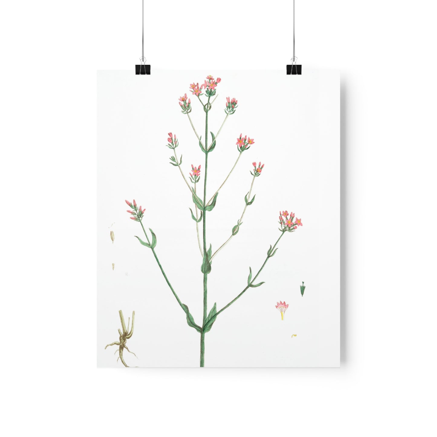 La Petite Centauree Flower Wall Print