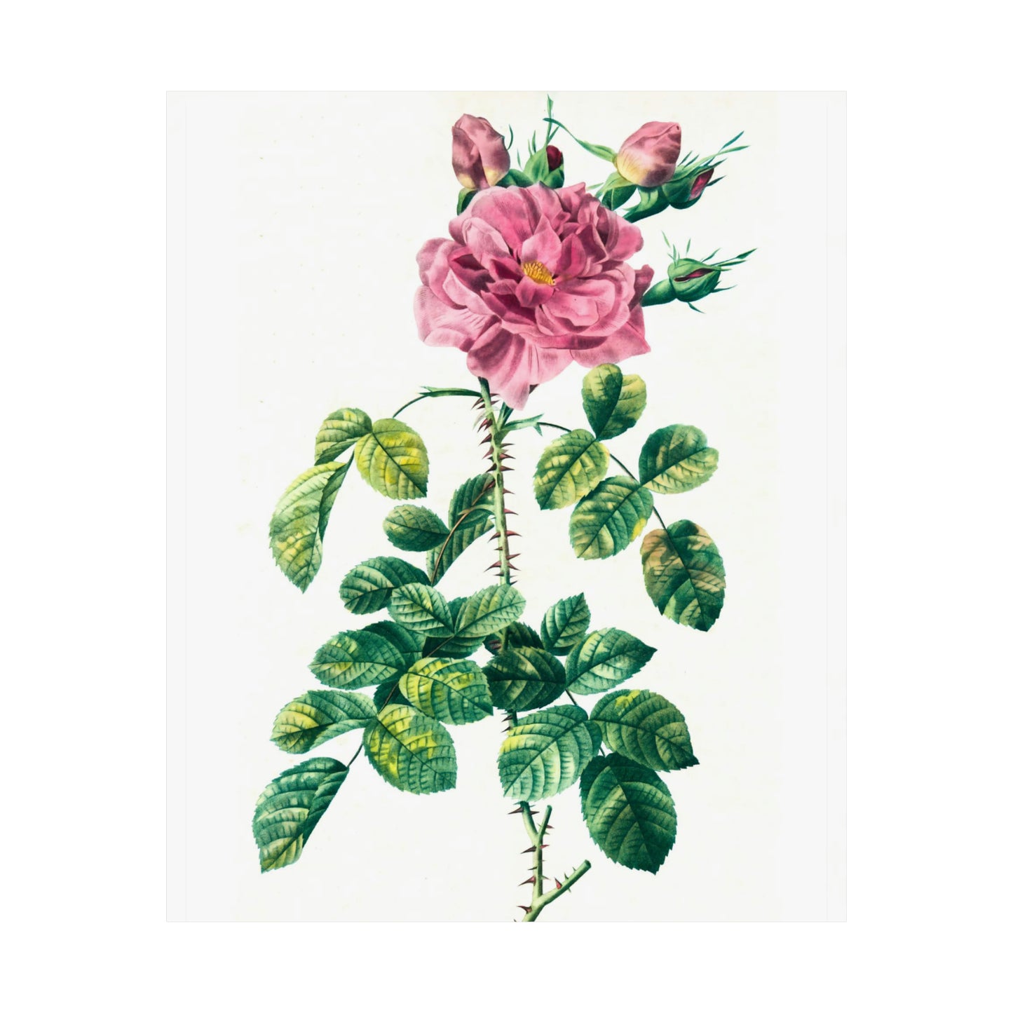 Pink Rose With Rosebuds