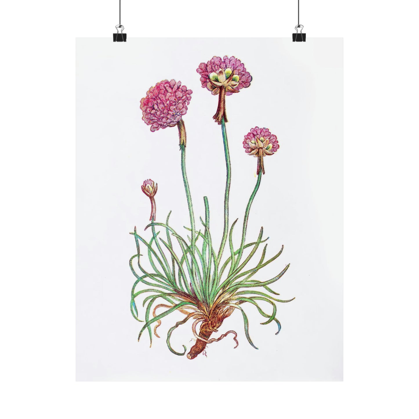 Pink Botanical Flower