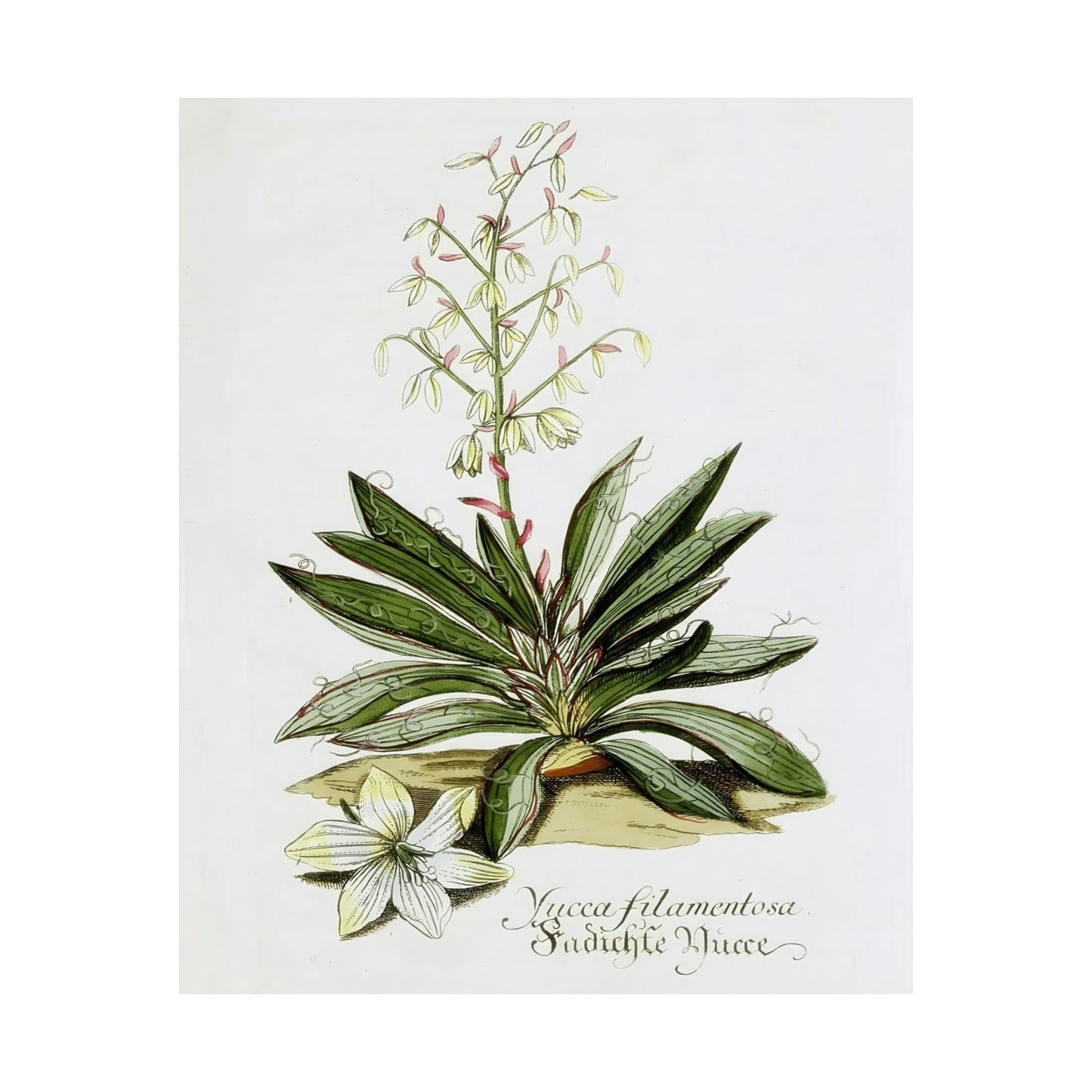 Yucca Filamentosa Flower Wall Print