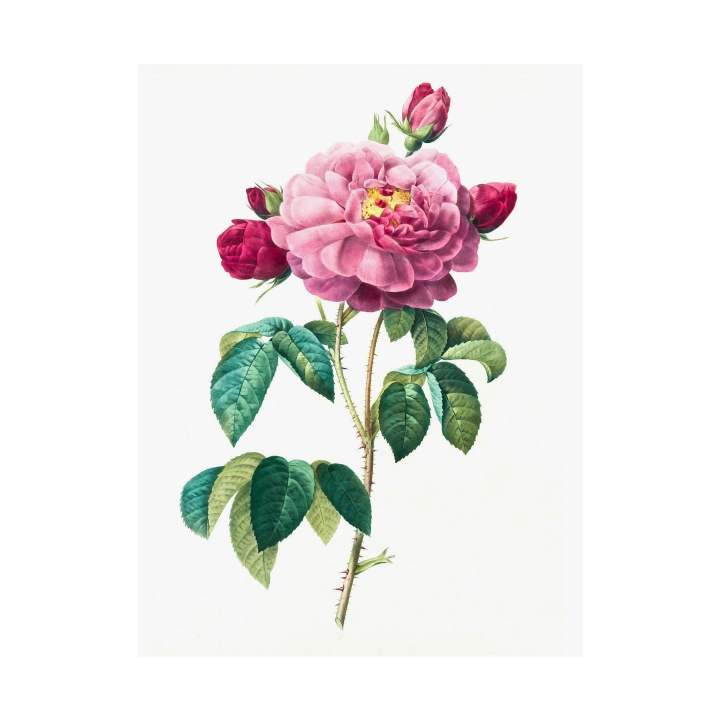 Bright Pink Rose with 2 Buds