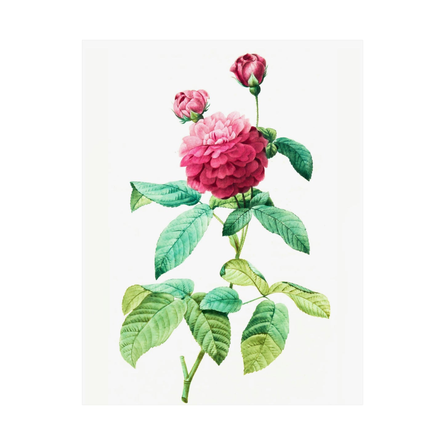 Ombre Pink Rose with Buds