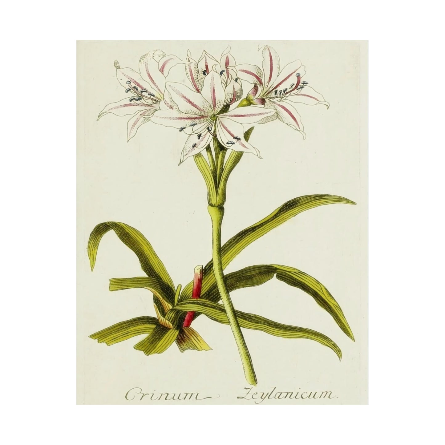 Vintage Crinum Zeylanicum Flower