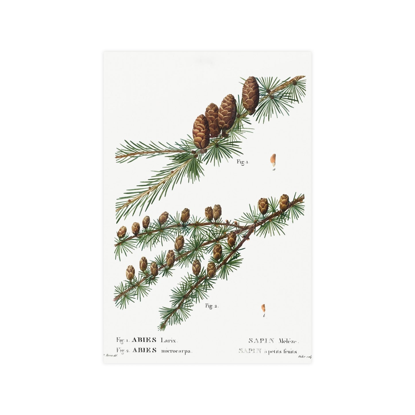 Acorn 1