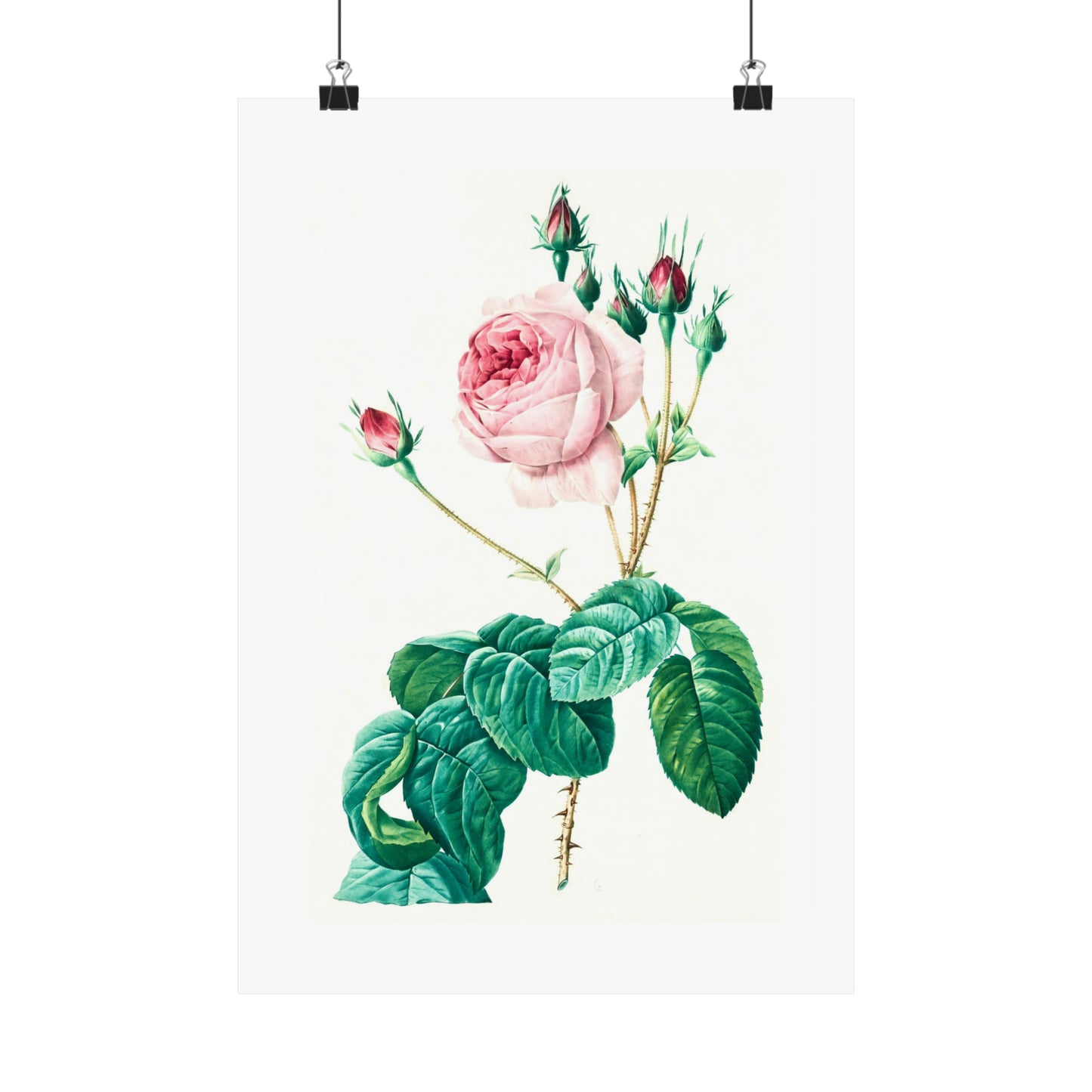 Light Pink Rose with Buds