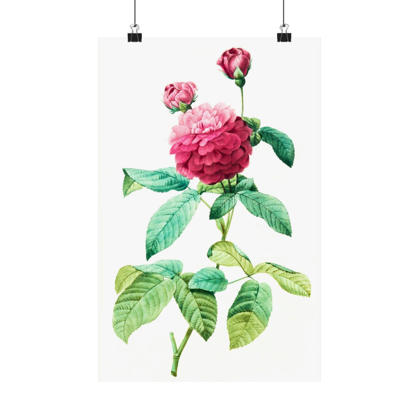 Ombre Pink Rose with Buds