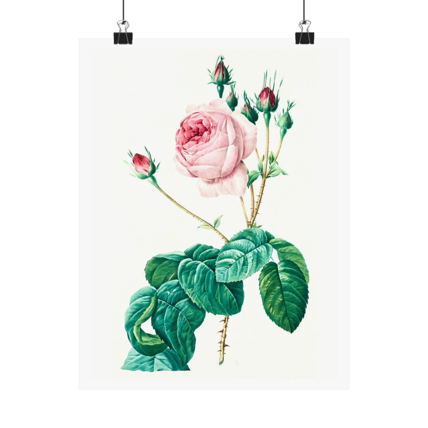 Light Pink Rose with Buds