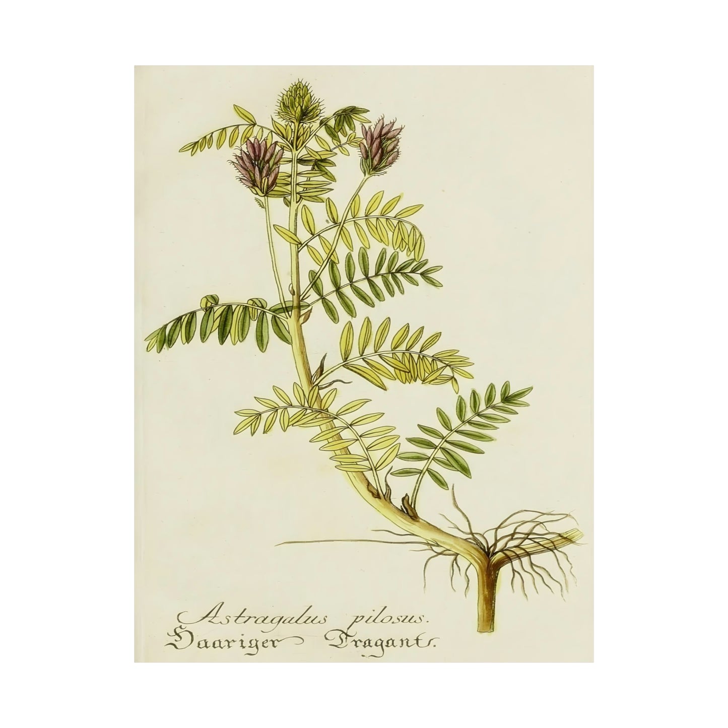 Cotinus Nature Tree Prints