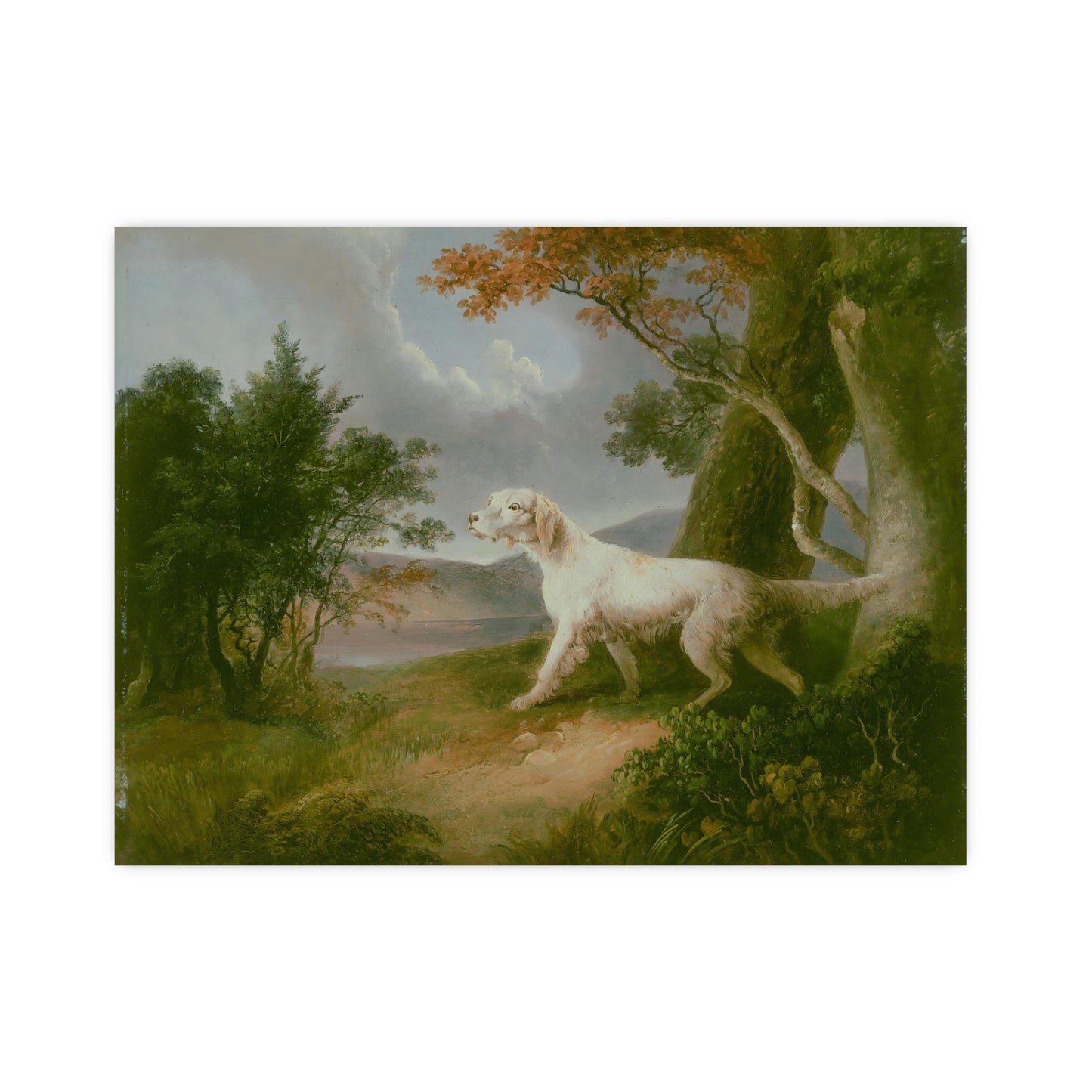 Dog Outdoor Landscape