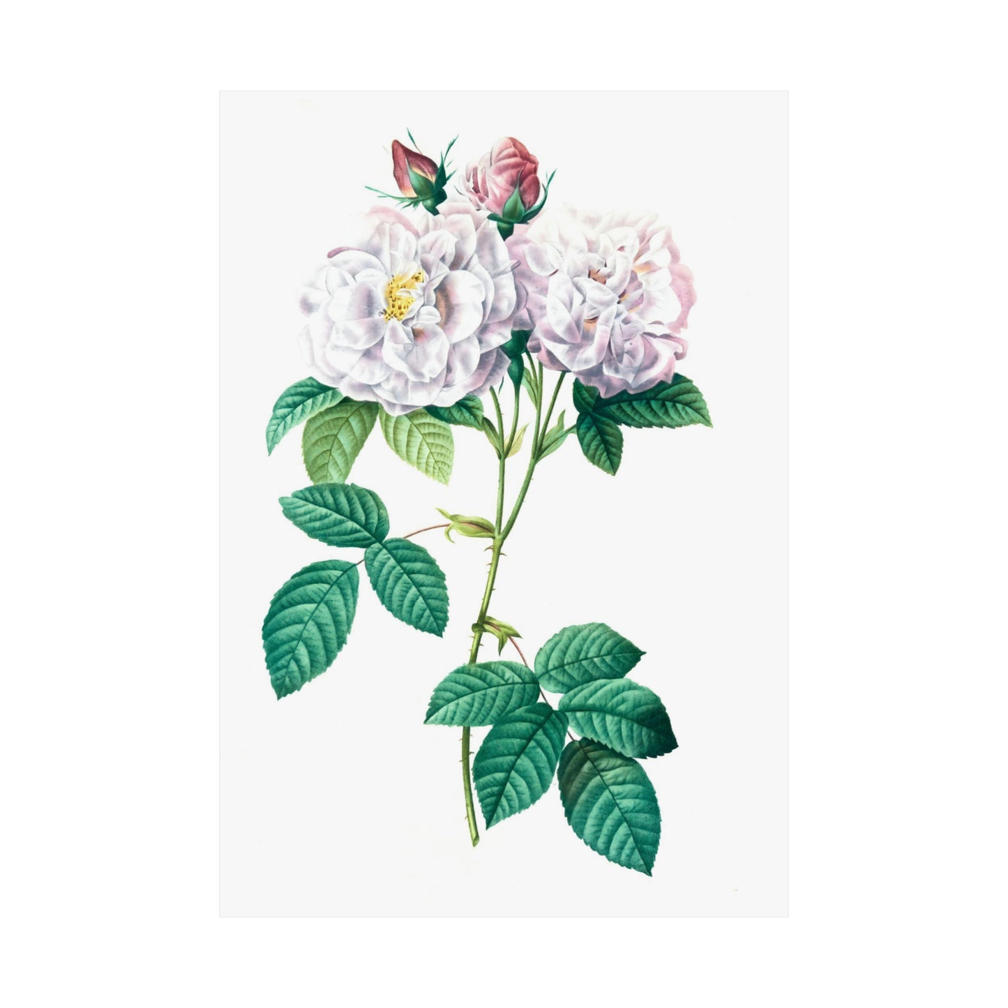 Light Pink Rose Stem Wall Print