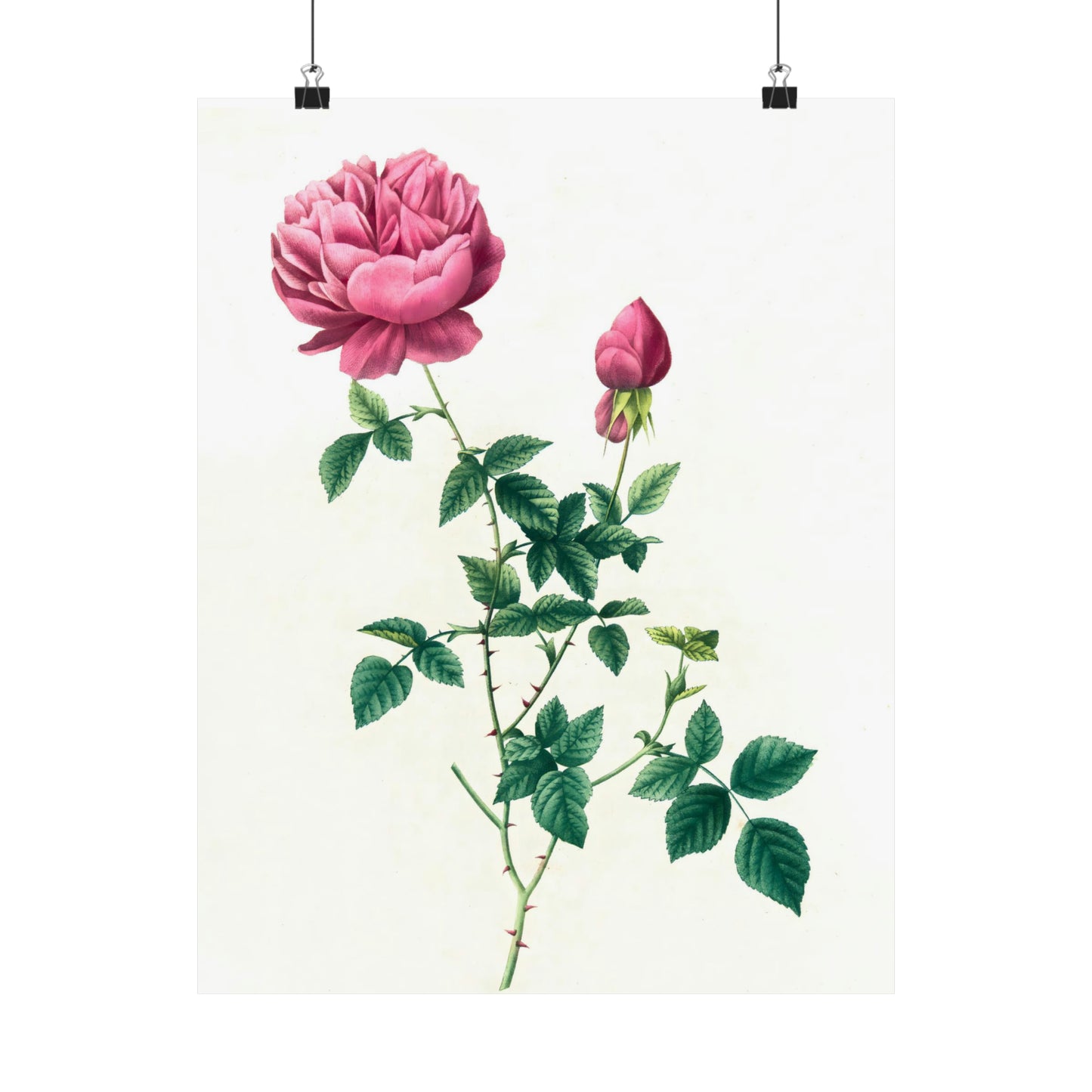 Pink Rose with Bud