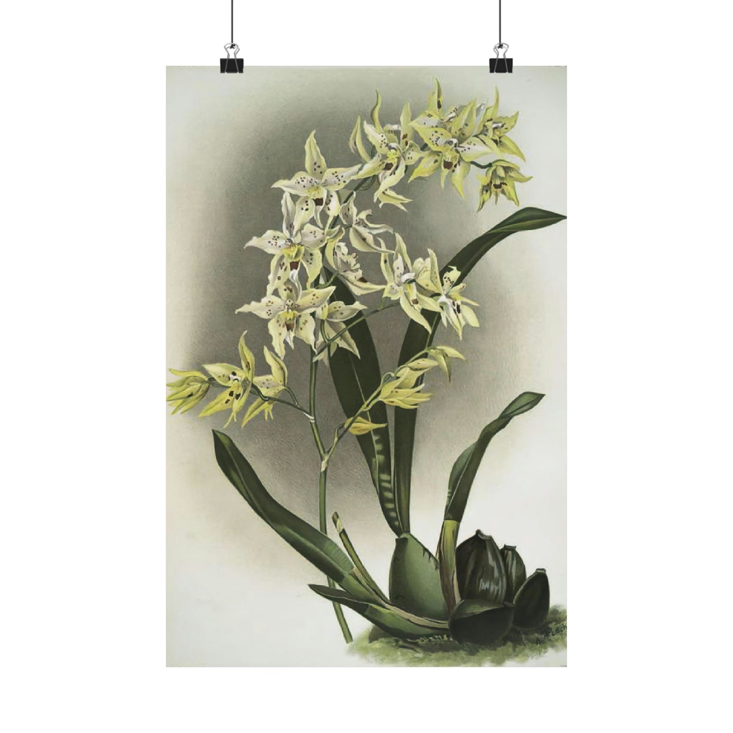 Full Bloom White Orchids Wall Print