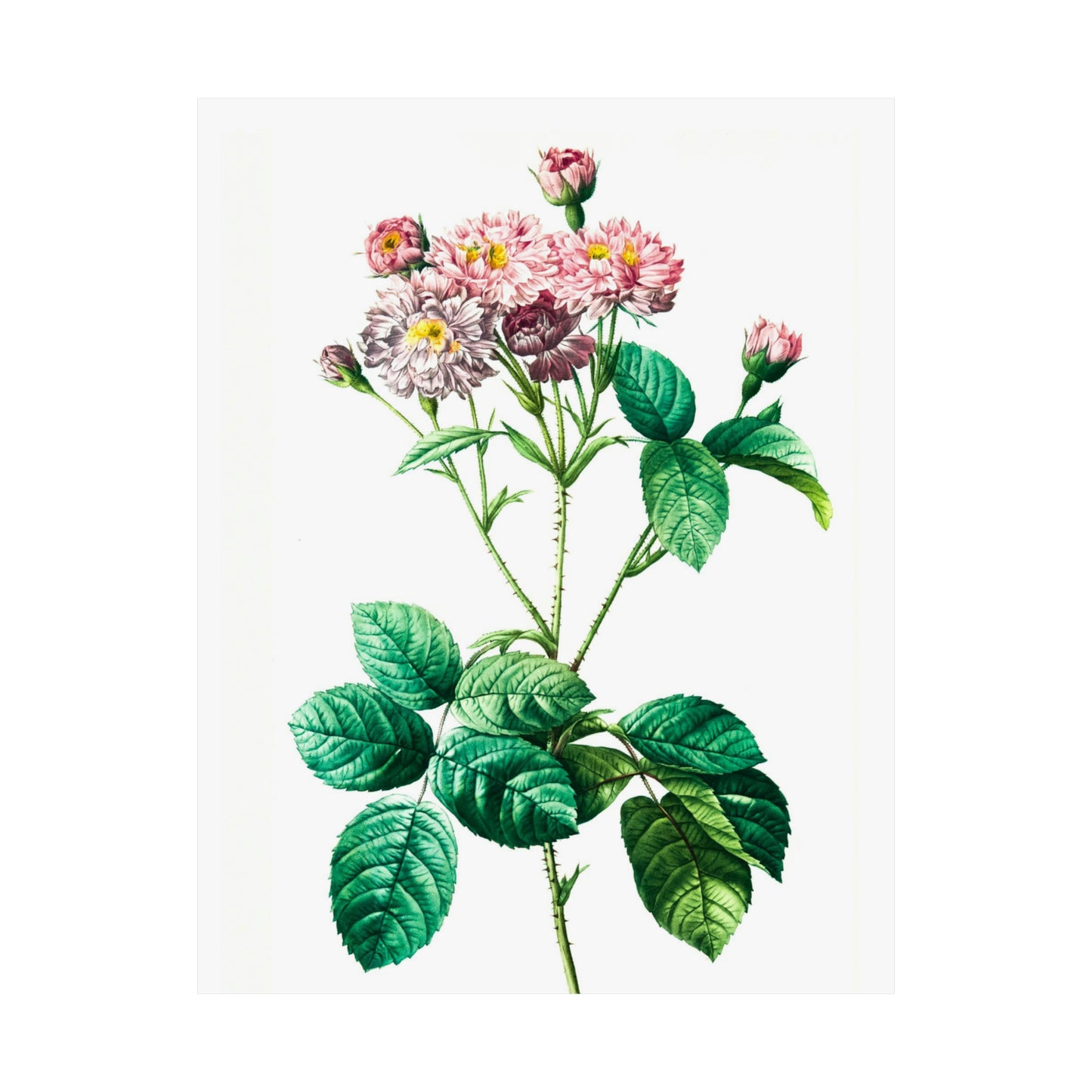 Muted Pink Roses