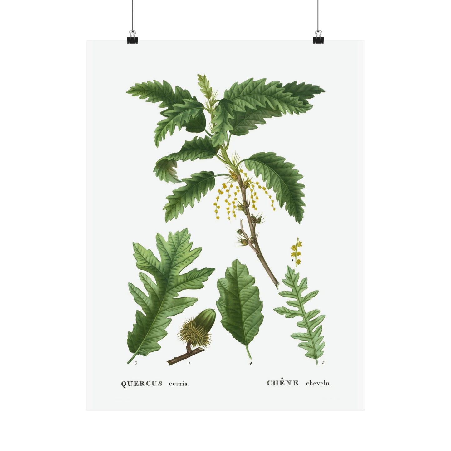 Fall Acorn Wall Art 6