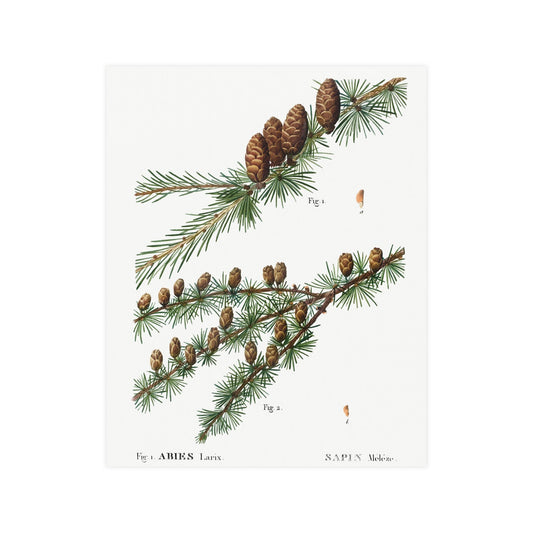 Acorn 1