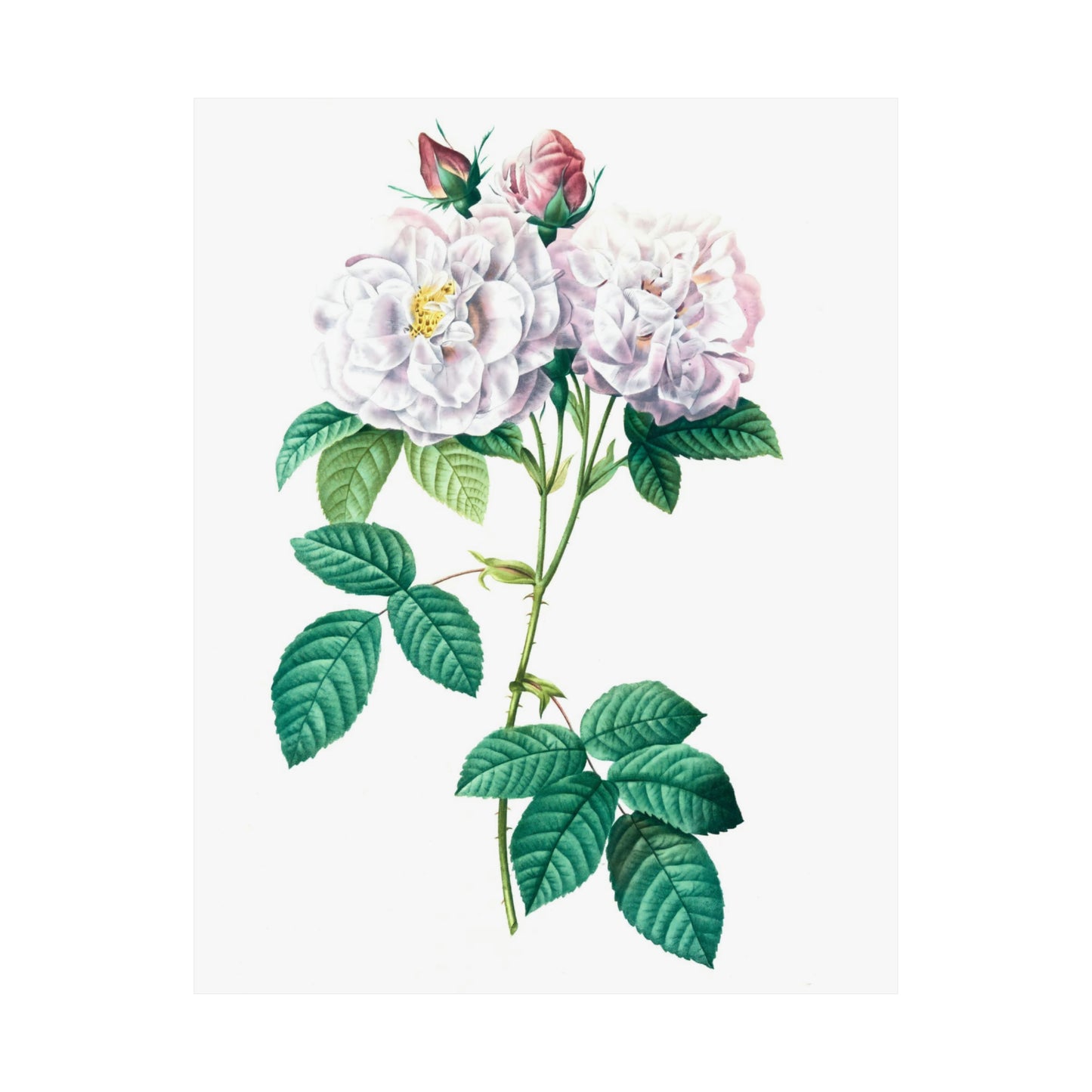 Light Pink Rose Stem Wall Print