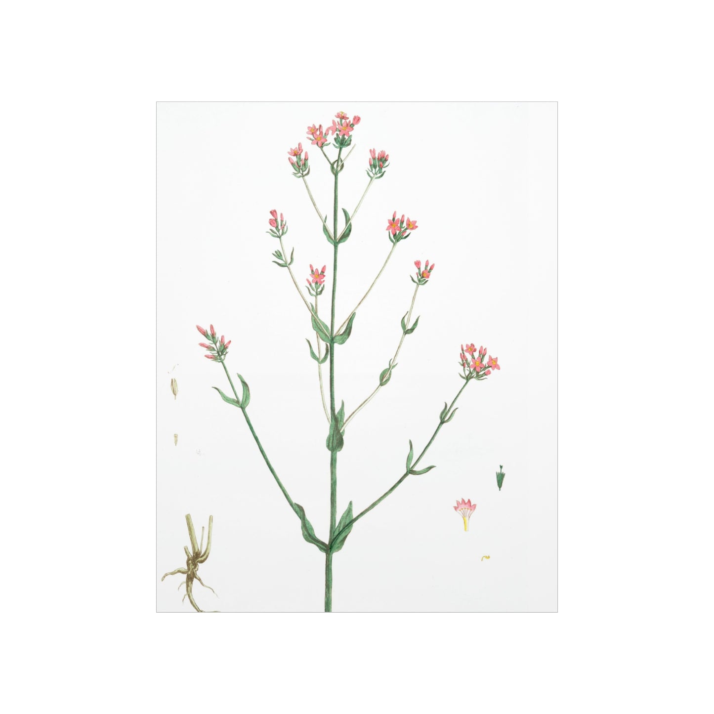 La Petite Centauree Flower Wall Print