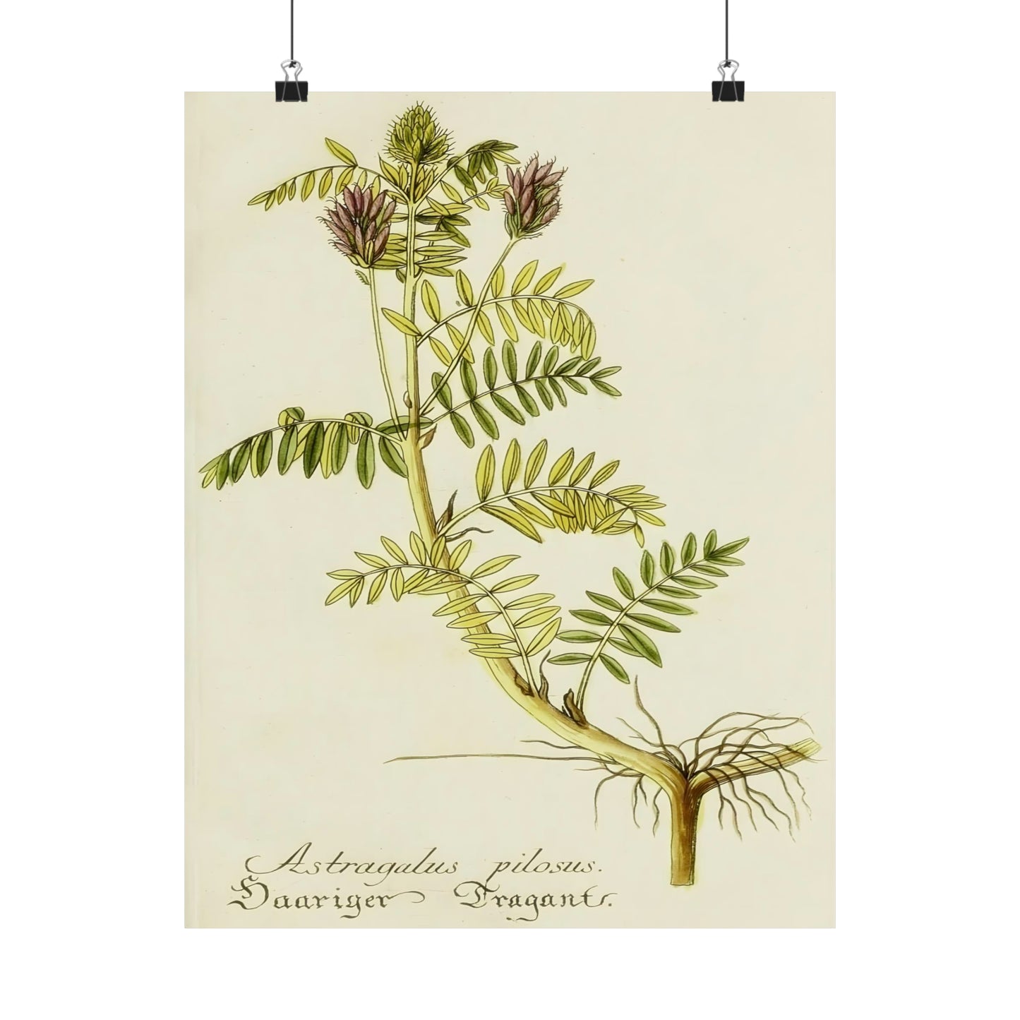 Cotinus Nature Tree Prints