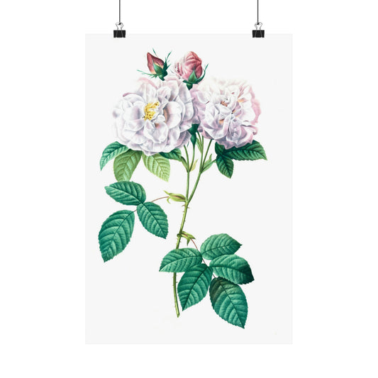 Light Pink Rose Stem Wall Print