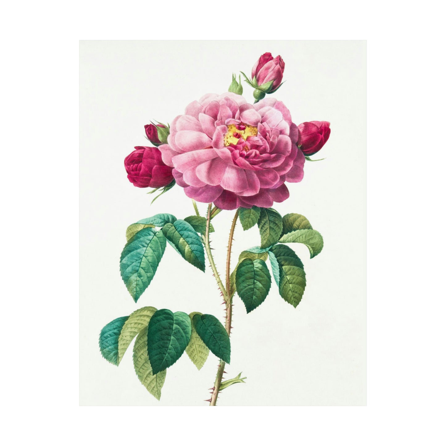 Bright Pink Rose with 2 Buds