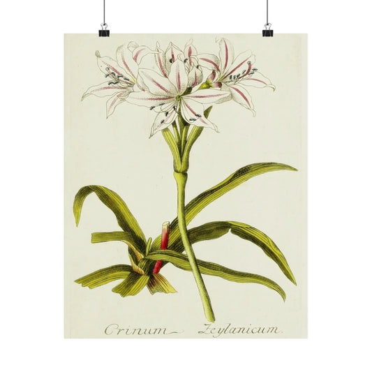 Vintage Crinum Zeylanicum Flower