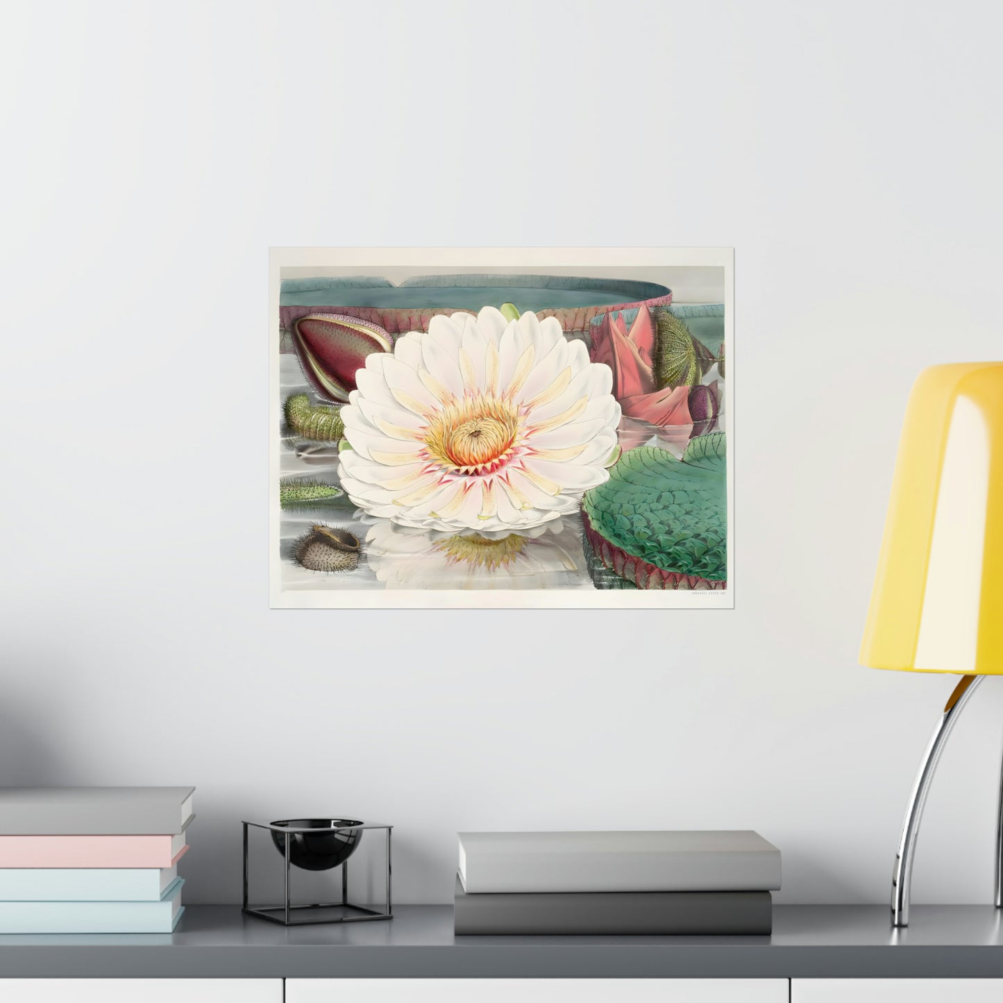 Lily Flower