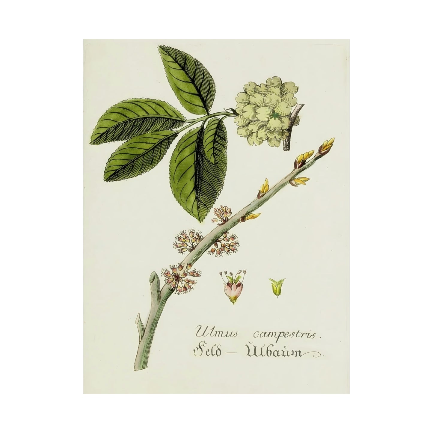 Antique Botanical Flower