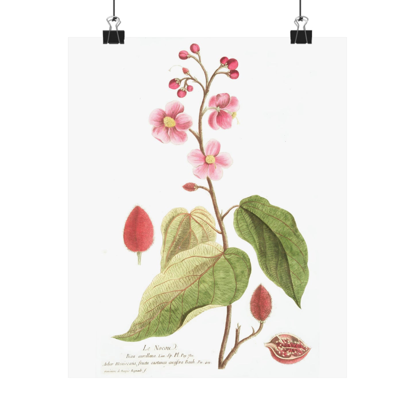 Le Nocou Flower Wall Print