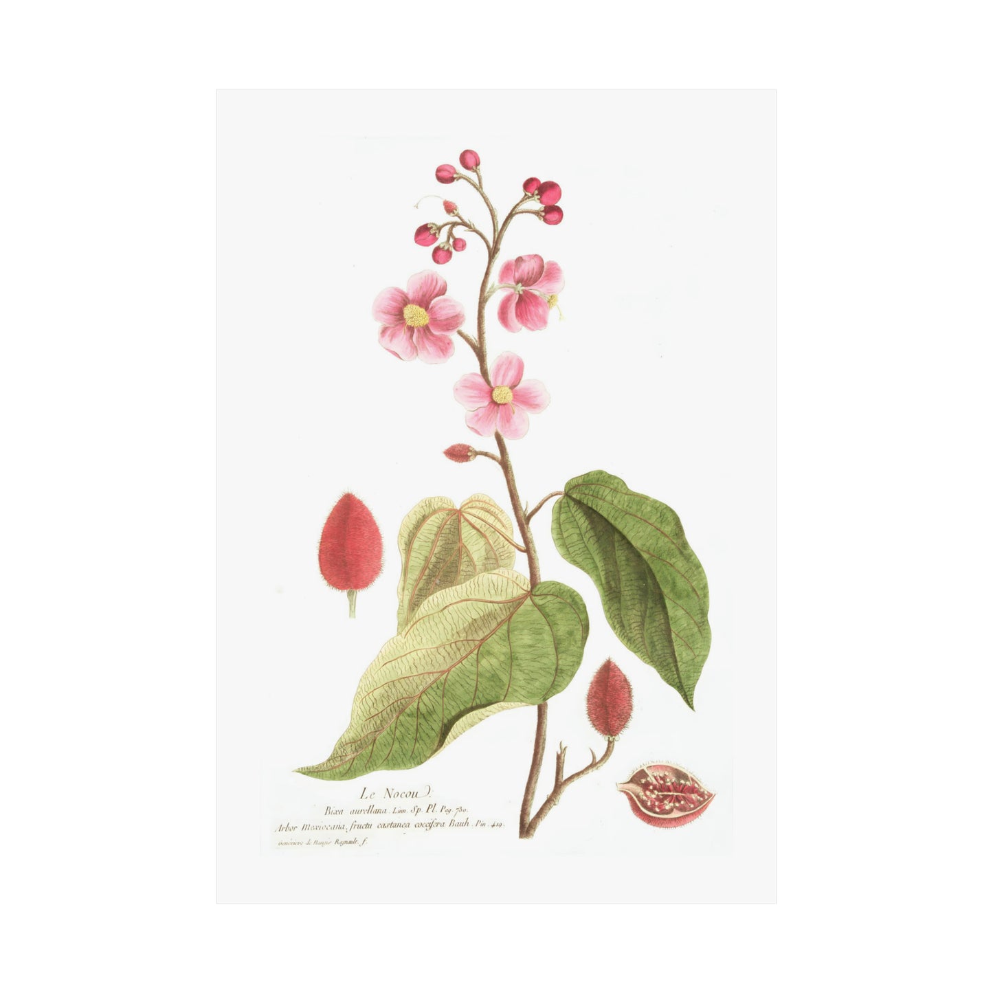 Le Nocou Flower Wall Print