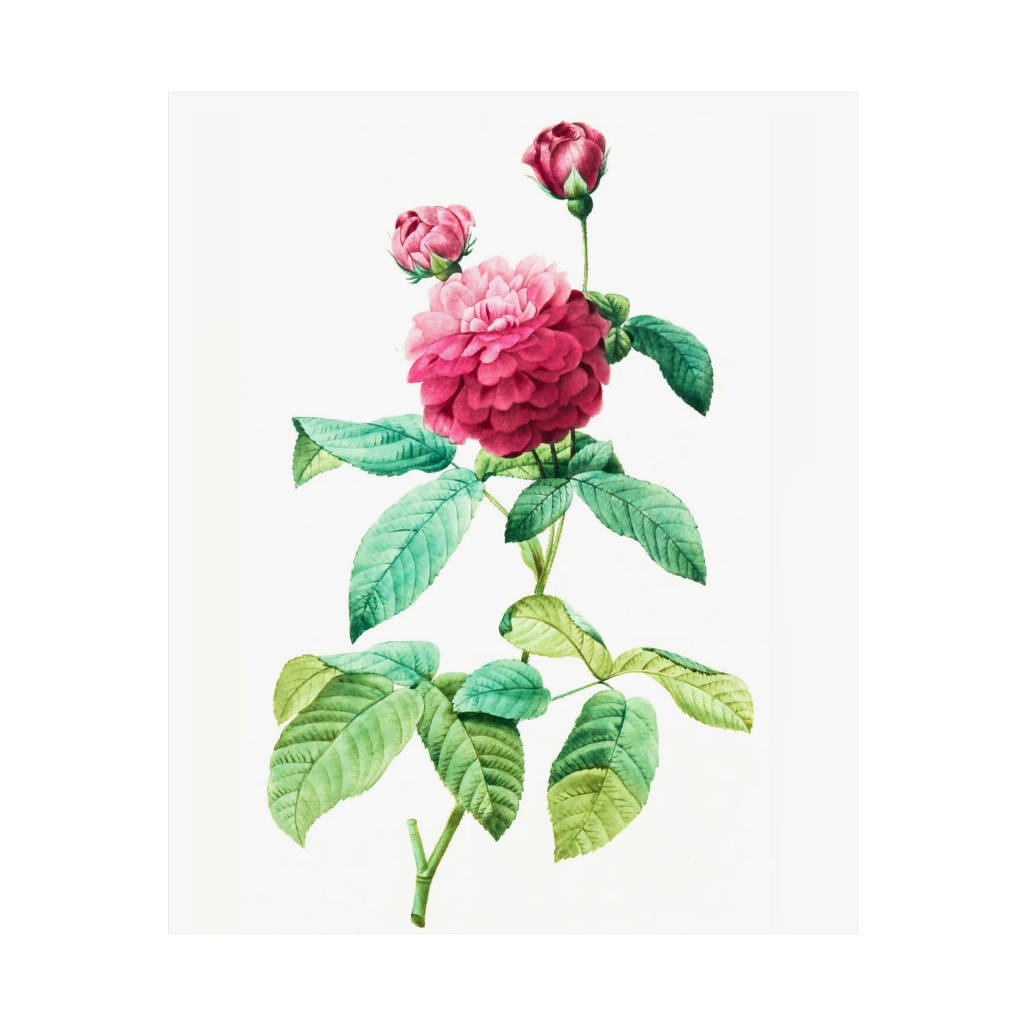 Ombre Pink Rose with Buds