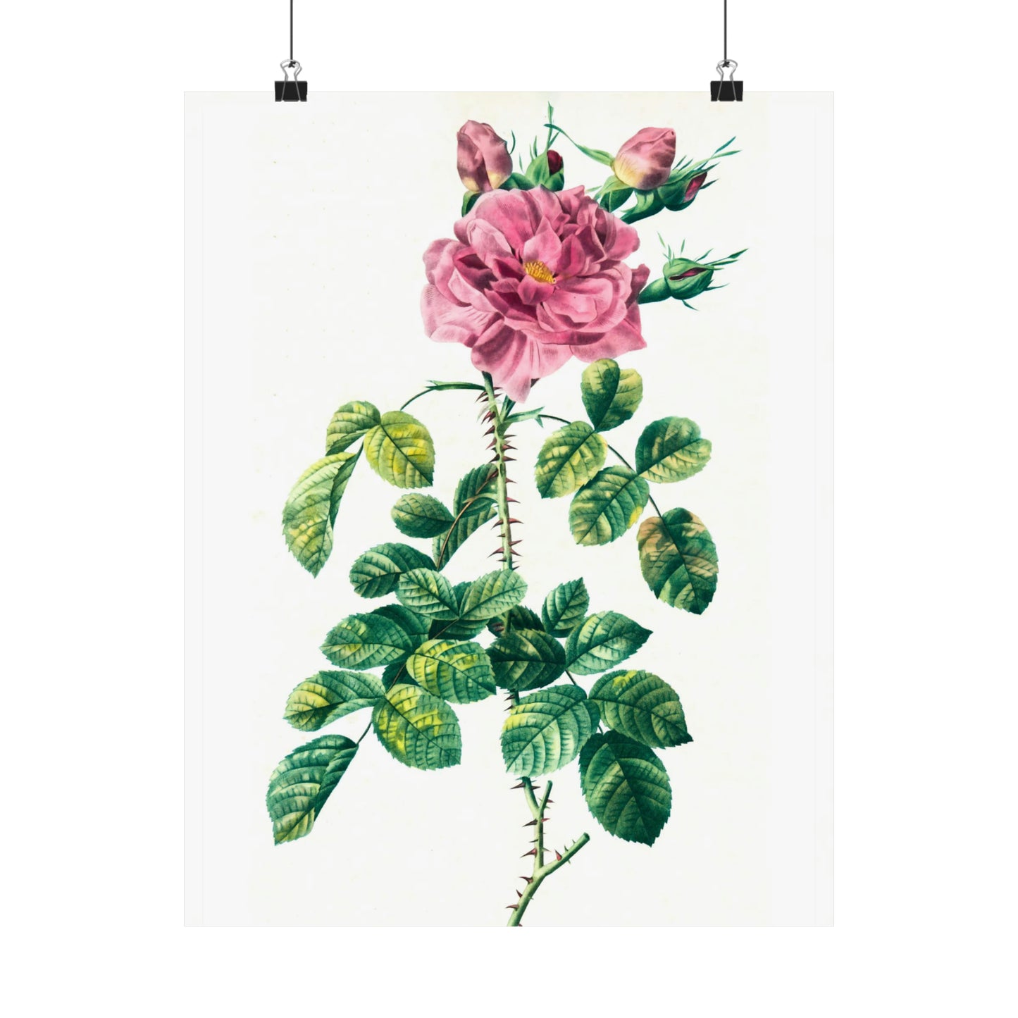 Pink Rose With Rosebuds