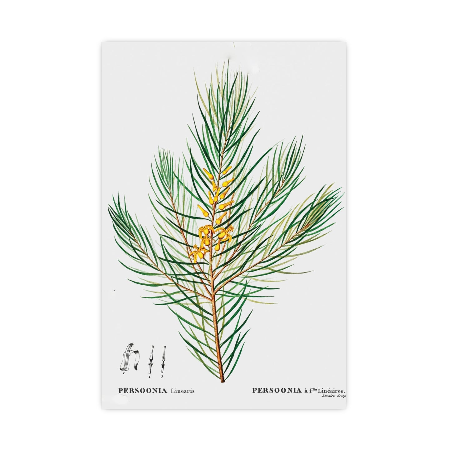 Acorn 11