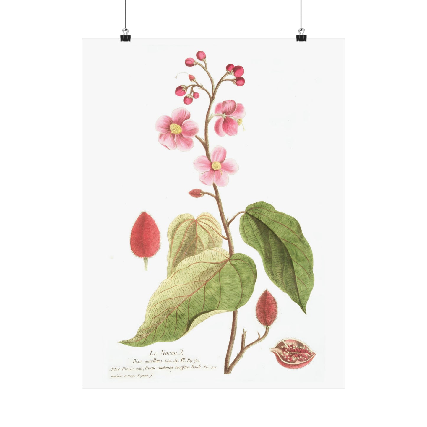 Le Nocou Flower Wall Print