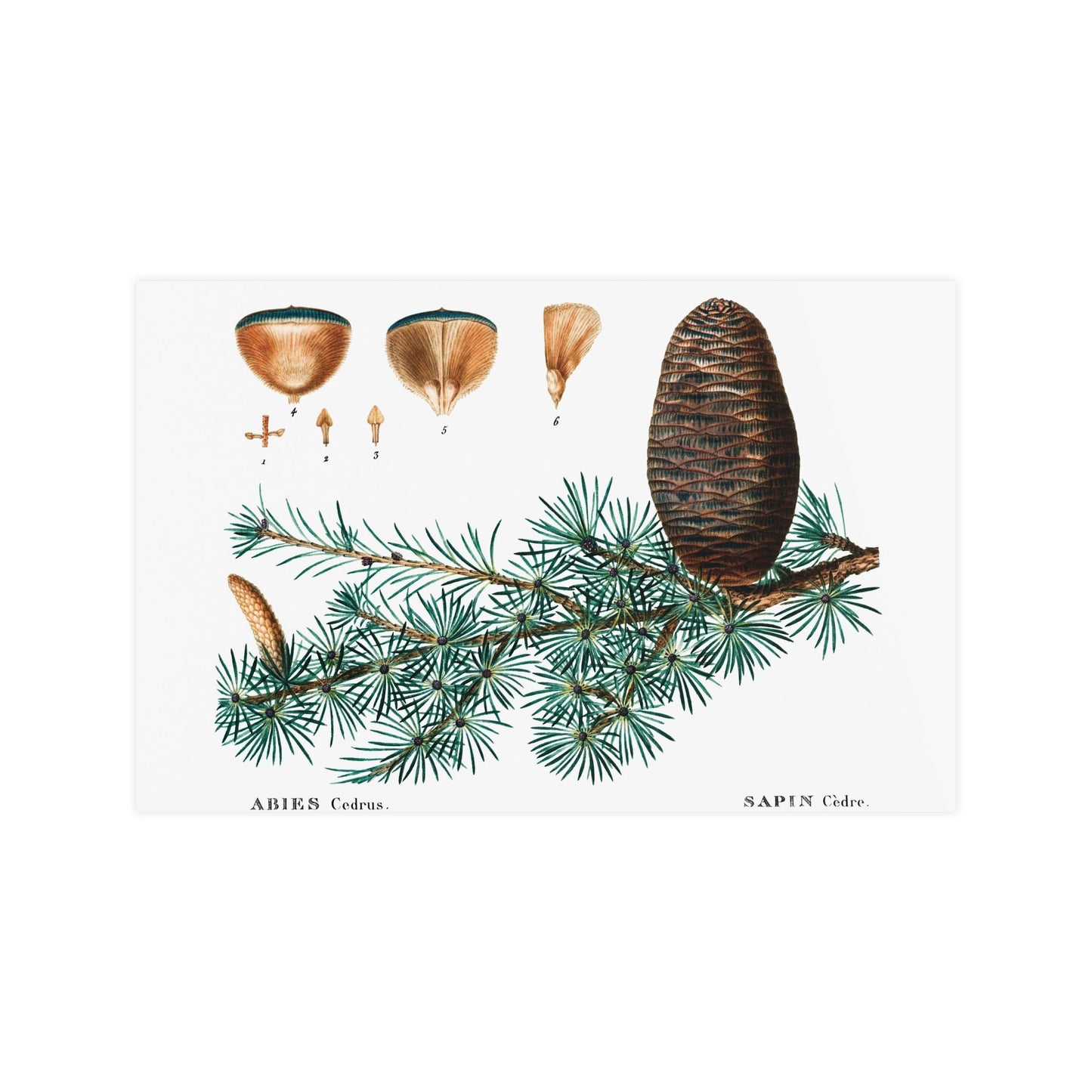 Acorn 9