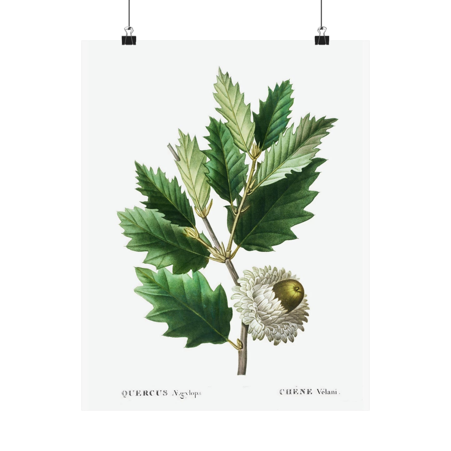Fall Acorn Wall Art 7