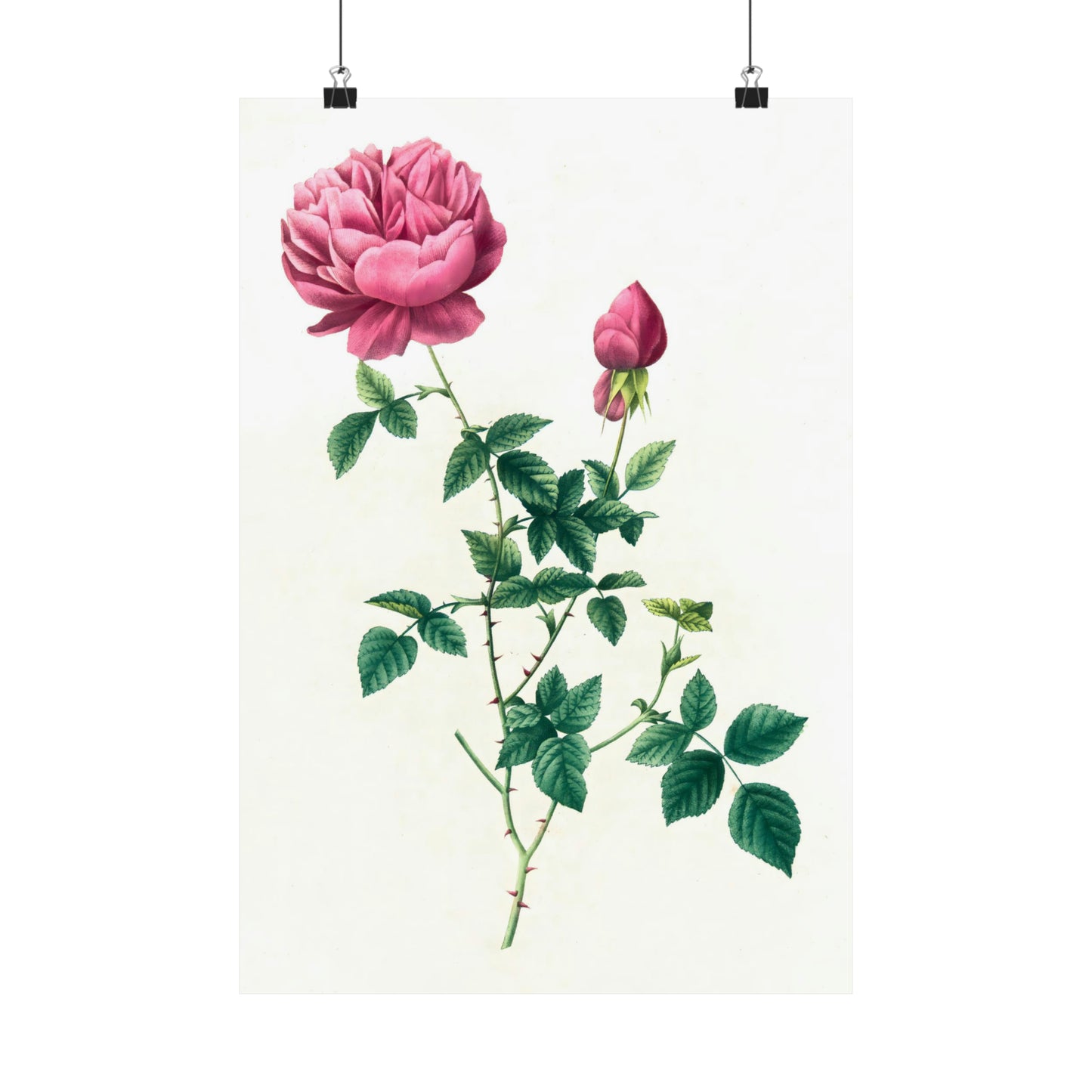 Pink Rose with Bud